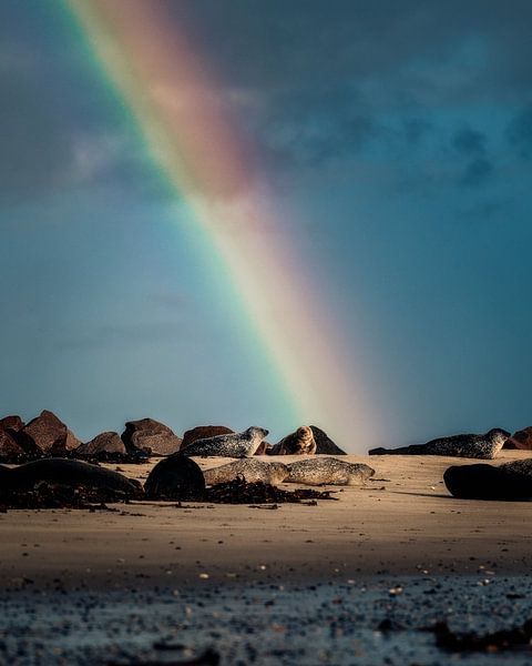 Regenbogen trifft auf Seerobbe von Joris Machholz