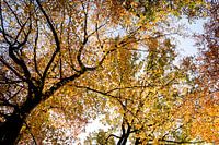 Herfst kleuren in het bos.