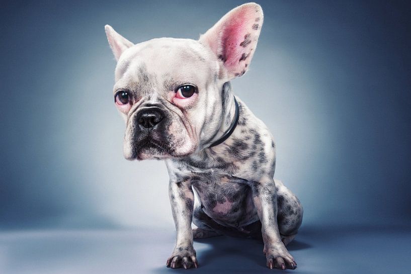 Groot Hoofd Project van Moshe Nachumovich