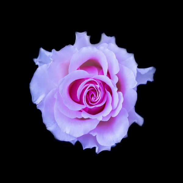Rose on black background by Gert Hilbink