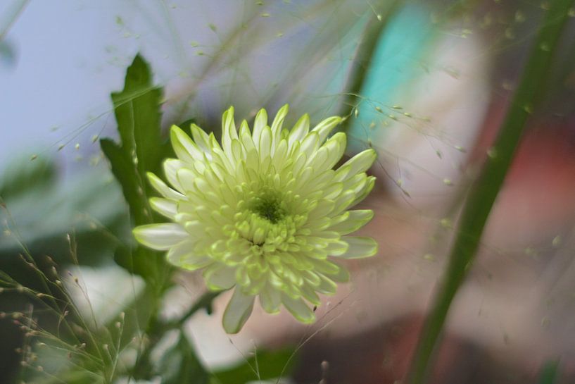 Astra / Fleur d'automne par Marianna Pobedimova