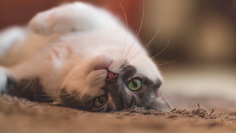 Freche Katze. von Simon Peeters