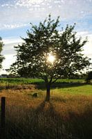 Sometimes you can't see the light through the branches of the trees.