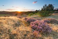 Zonsondergang boven paarse heide in de duinen