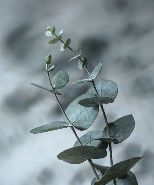 Eukalyptuszweige von Mariska Vereijken