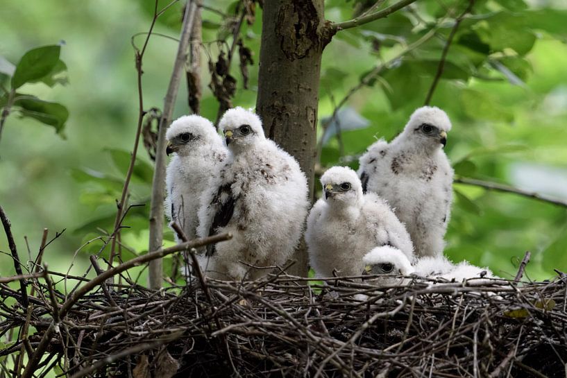 Sperber ( Accipiter nisus ), Jungvögel, fünf Küken im Nest, Greifvögel, Tierkinder, wildlife, Deutsc von wunderbare Erde