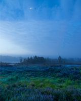 Nebliger Sonnenaufgang über den purpurnen Mooren