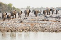 Olifanten konten parade