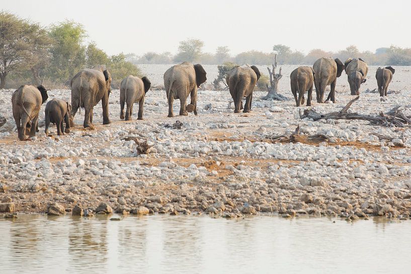 Olifanten konten parade par Dexter Reijsmeijer