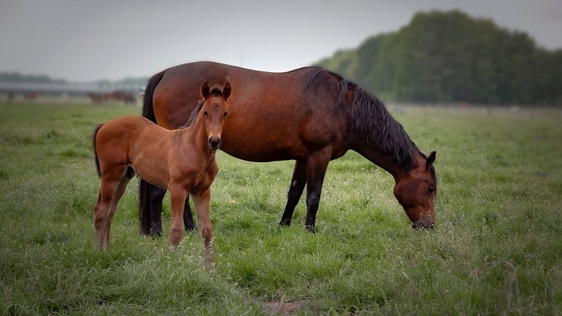 Was ist? von Jan van der Knaap
