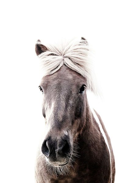 Islandpferd Lucy von Monika Strigel