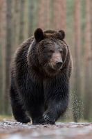 kritische Blicke... Europäischer Braunbär *Ursus arctos*