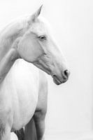 Fine Art portrait white horse black and white