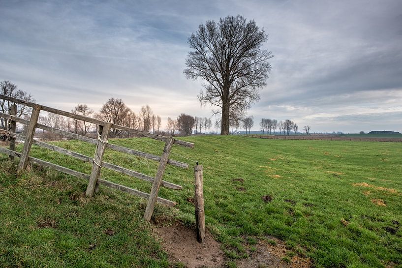 Boom en hekwerk van Moetwil en van Dijk - Fotografie