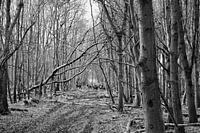 Oostvaardersplassen, Edelhert
