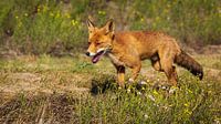 Errance estivale d'un renard dans les dunes d'alimentation en eau