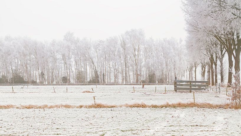 Nebel und Schnee auf den Feldern von Truus Nijland