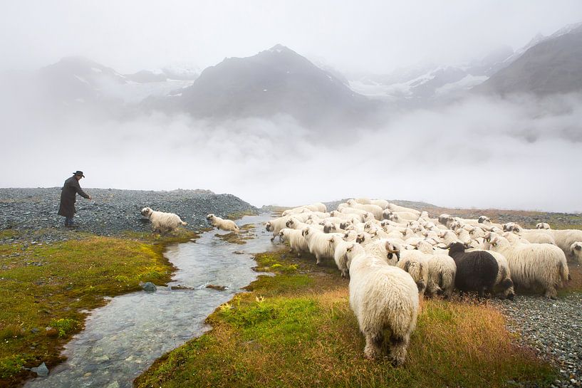 Schwarznasenschafen Zermatt von Menno Boermans