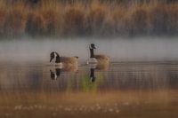 2 Kanadagänse im Morgennebel