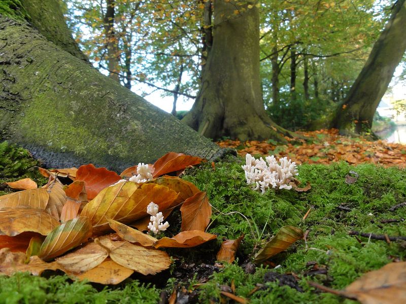 Koraal paddenstoel by Lotte Veldt