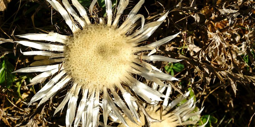 flower by Stefan Havadi-Nagy