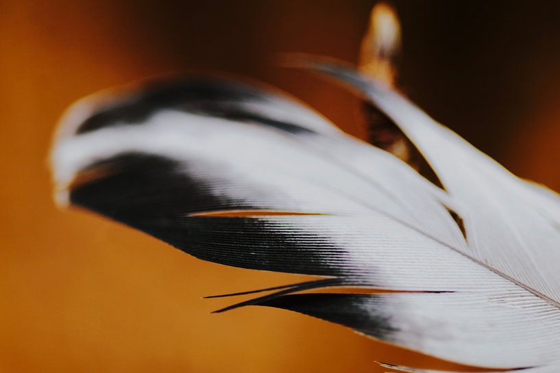 Feder von Swaasfotografie