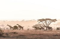 Giraffen in der Savanne bei Sonnenaufgang