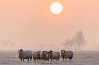 Een kudde schapen tijdens zonsopkomst