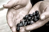 Olives, olives, Italy, atmosphere, food