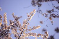 Bloesemfoto in de bloesemtuin Amstelveen