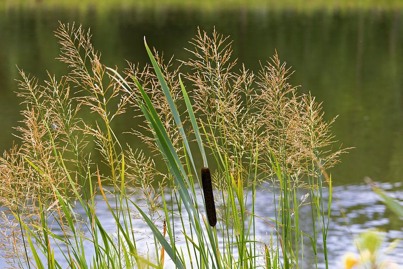 diverses herbes et massettes sur le Danube par Andreas Freund