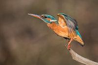 Kingfisher takes off