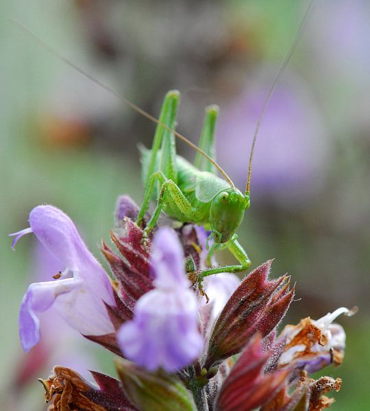 Groene sprinkhaan Villedieu von Jorick Janssen