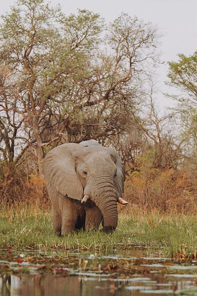 Elefantenfütterung im Okavango-Delta vom Kanu aus gesehen von Geke Woudstra