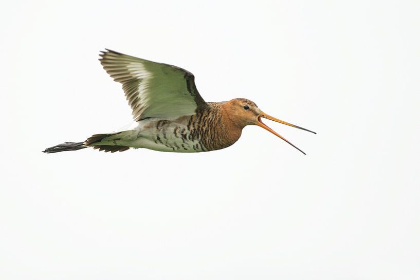 Grutto fliegen in der High Key Version von Jeroen Stel