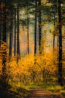Wandelpad door kleurrijk bos in Westenschouwen