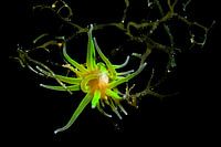 Underwater art - Polip