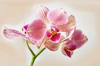 Orchid