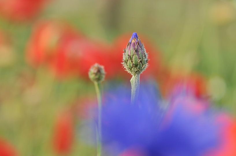Rearing its head by Peter van Hengstum