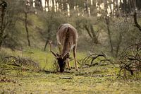 Ruhig grasende Hirsche im zeitigen Frühjahr.
