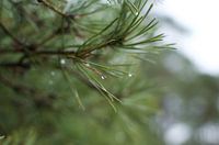 Douce averse suspendue à une branche de pin