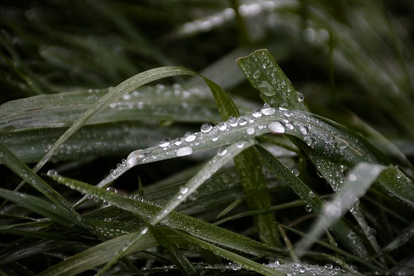 Dauw par Gwen Mustamu