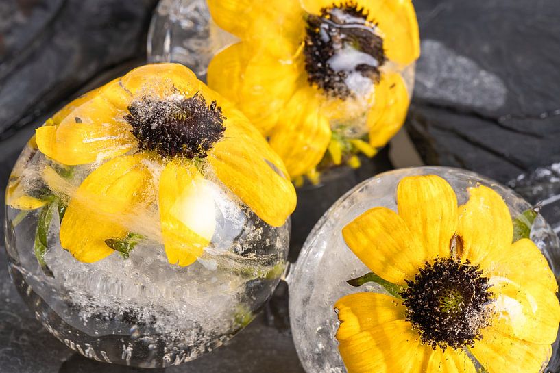 Yellow coneflower in ice balls 2 by Marc Heiligenstein
