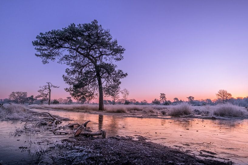 Leersumse Veld nature reserve by Moetwil en van Dijk - Fotografie