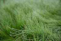 Green grass with dew drops close-up. Nature background.