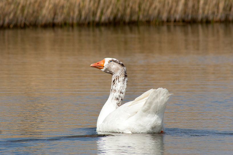 Gans begroet von Elmar Marijn Roeper