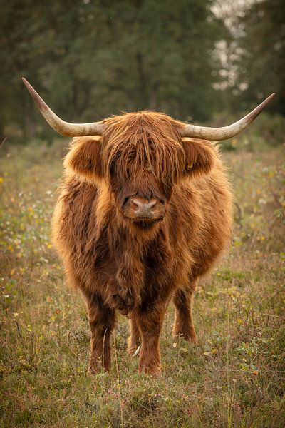 schottischer Highlander von KB Design & Photography (Karen Brouwer)