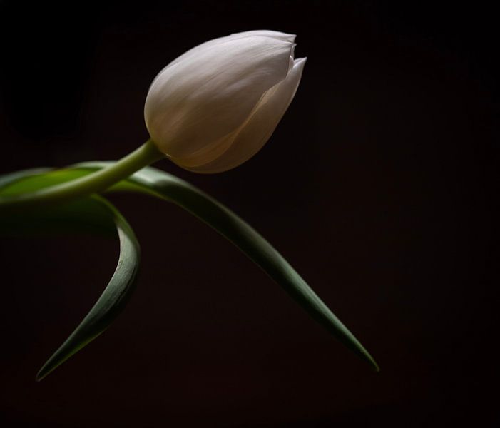 Stilleben Tulpe von 2daysnature