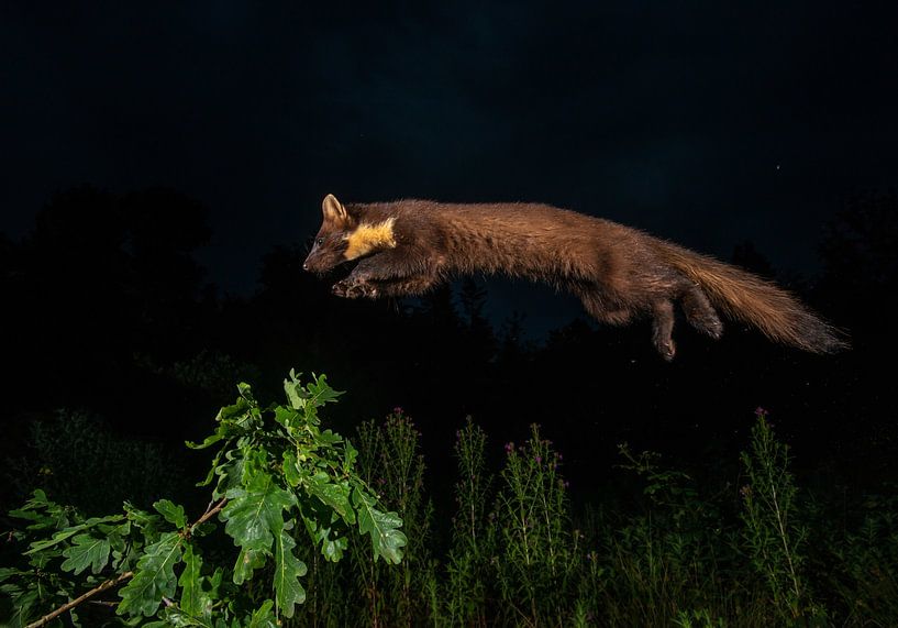 Leaping pine marten by Harry Punter