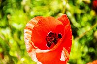 Mohn